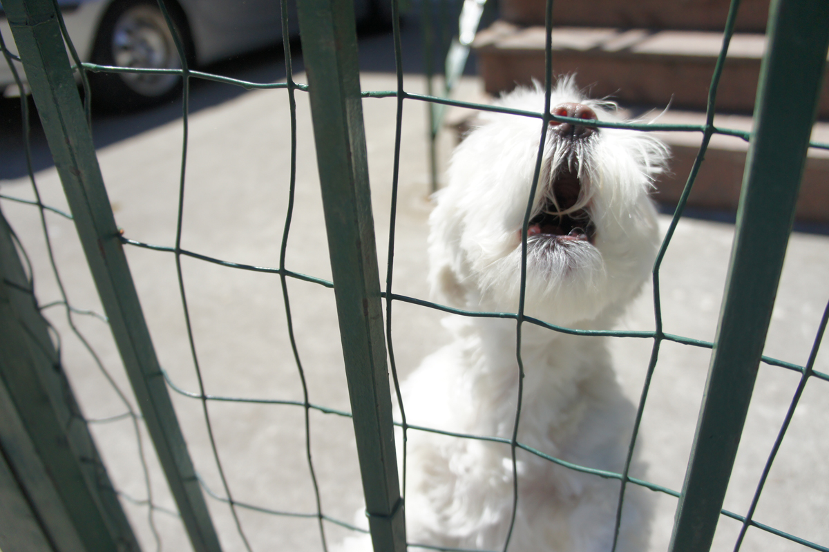 Howl; the picture.