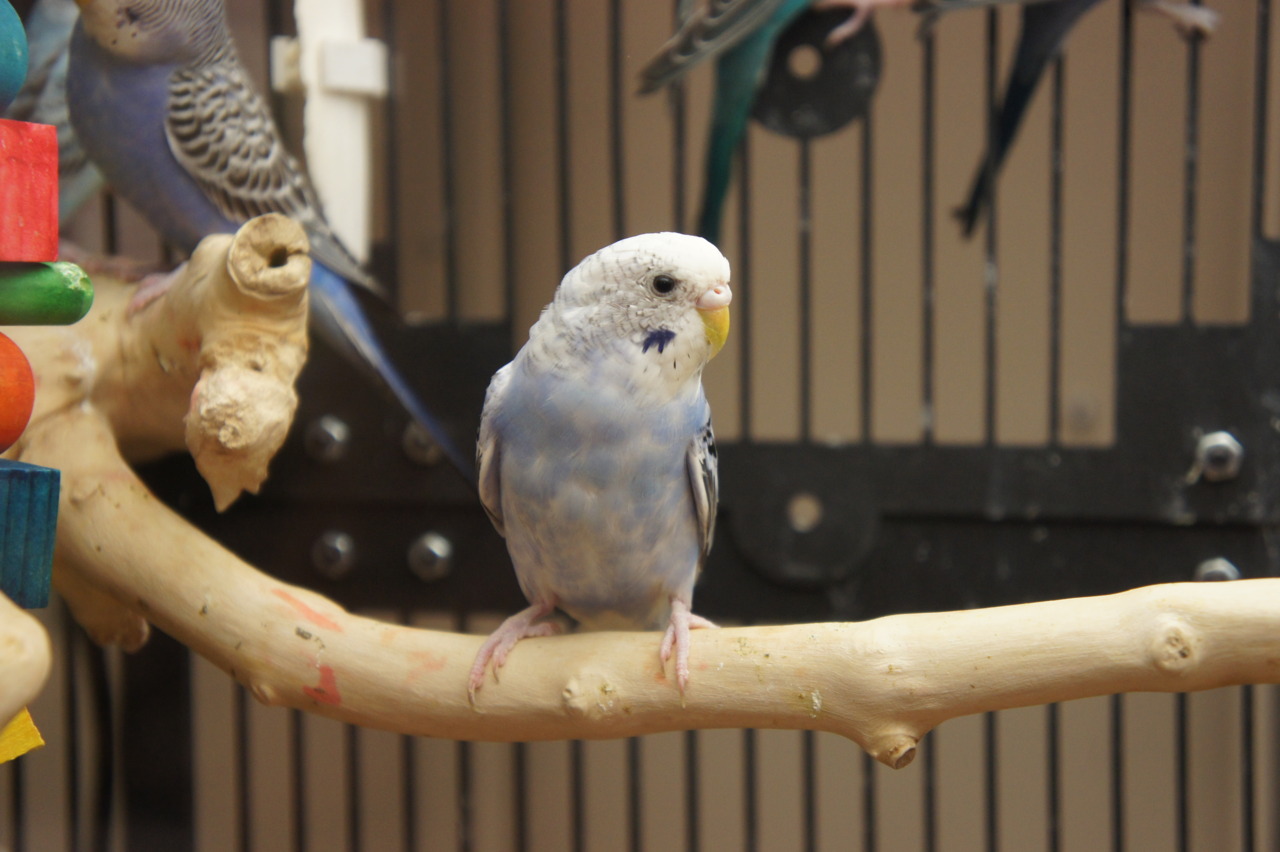 I do not know why the caged bird sings.
