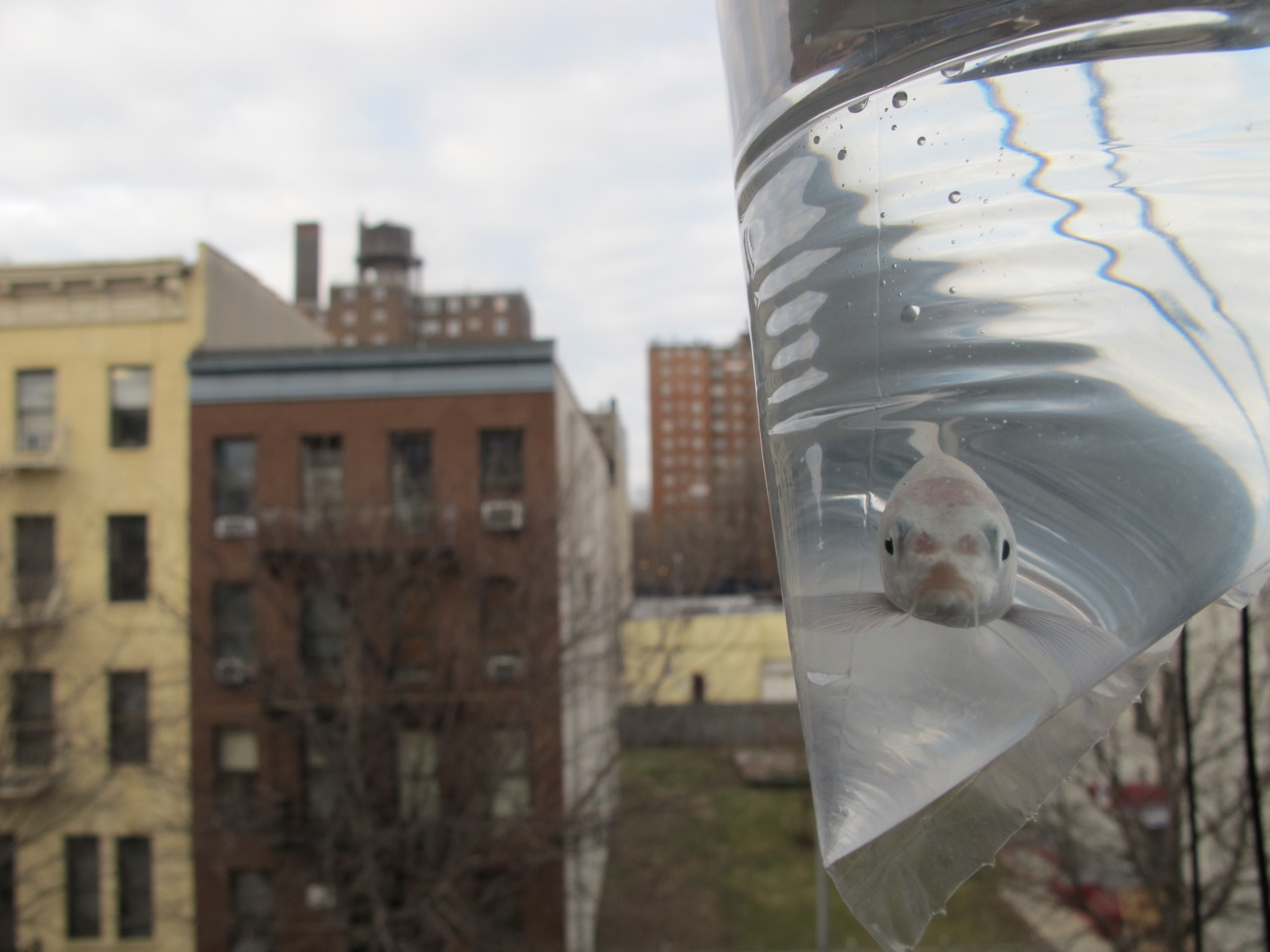 My new Fish !