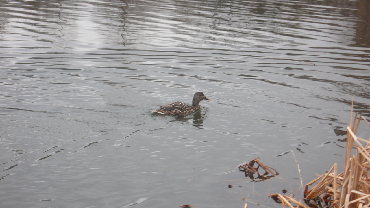 The Famous Loch Ness Monster Photograph._ by Martin Henson 2011 nyc,