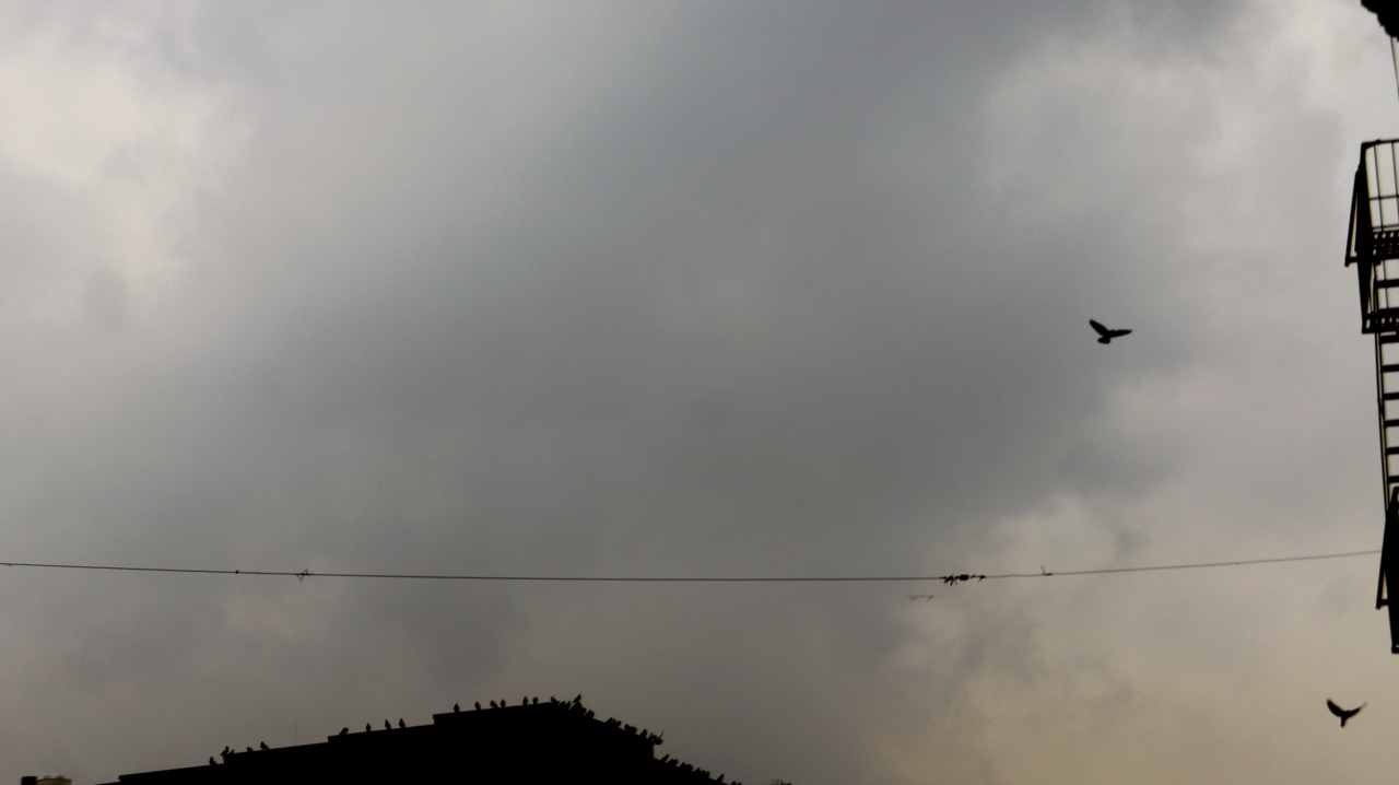 birds
