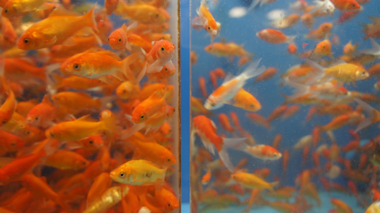 segregation